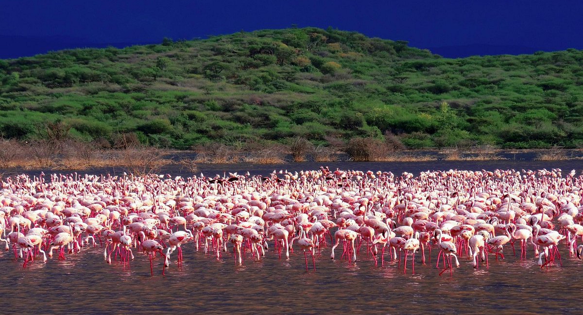 Kenya, Rift Valley, Lake Bogoria