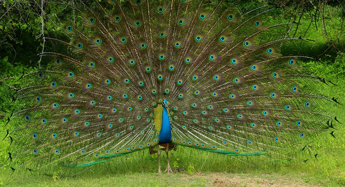 Sri Lanka, Kumana National Park
